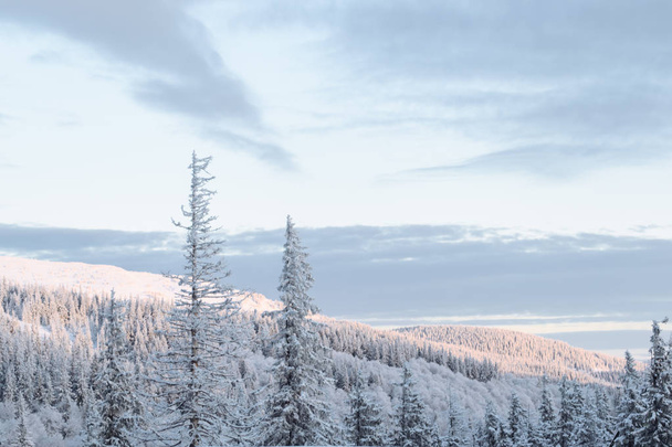 Snow covered trees on mountain slope - Φωτογραφία, εικόνα