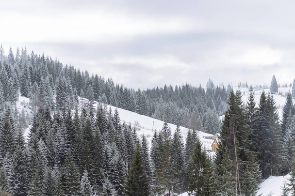 Snow covered trees on mountain slope - Fotoğraf, Görsel