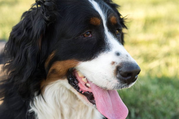 Berneński pies pasterski portret - Zdjęcie, obraz