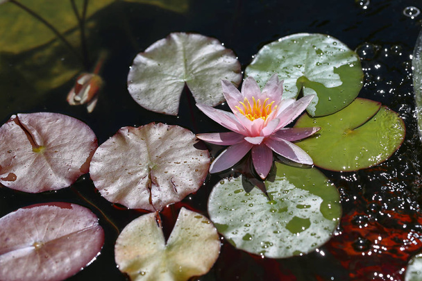 池で睡蓮 - 美しい花を育てる - 写真・画像