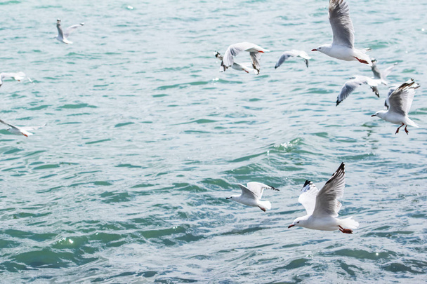 seagulls on sunny day - Foto, immagini