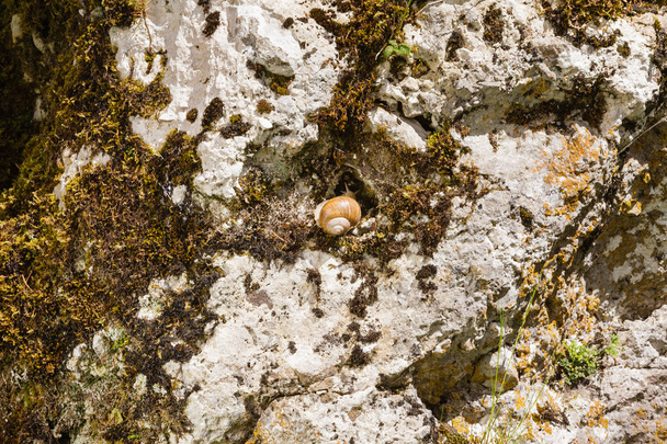 їстівні равлик
 - Фото, зображення
