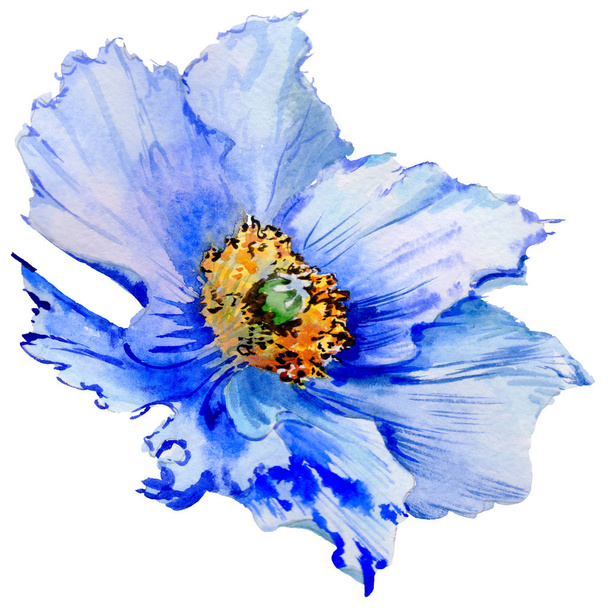 Wildflower poppy flower in a watercolor style isolated. - Zdjęcie, obraz