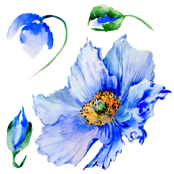Wildflower poppy flower in a watercolor style isolated. - Foto, Imagem