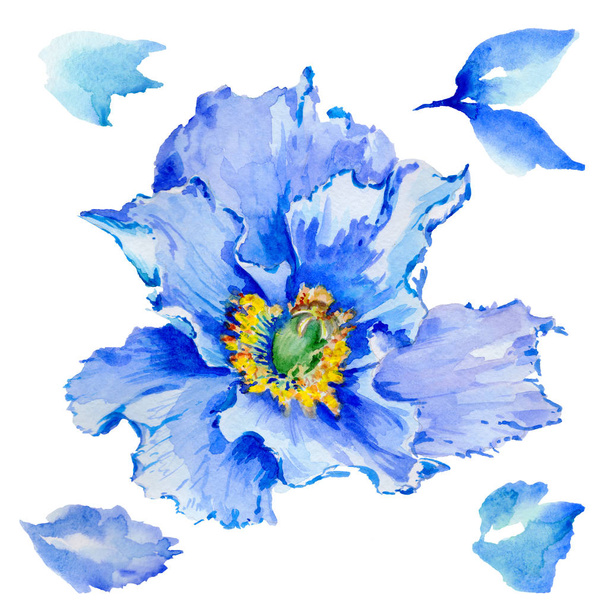Wildflower poppy flower in a watercolor style isolated. - Φωτογραφία, εικόνα
