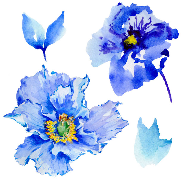 Wildflower poppy flower in a watercolor style isolated. - Photo, Image