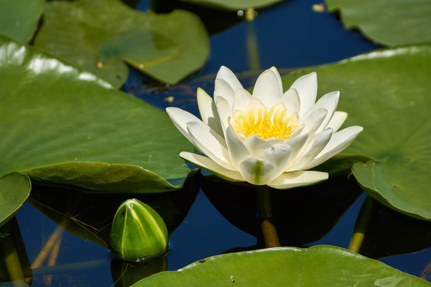 Water lily on a lake - Foto, afbeelding