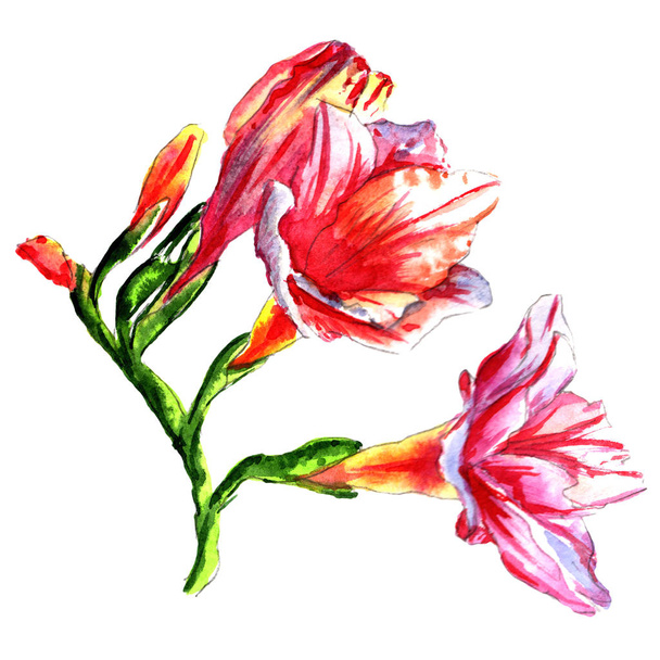 Fleur pivoine de fleurs sauvages dans un style aquarelle isolé
. - Photo, image