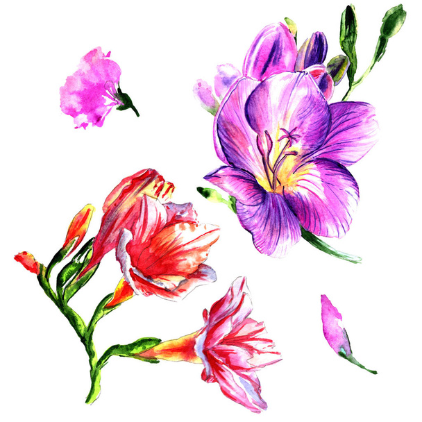 Wildflower peony flower in a watercolor style isolated. - Fotoğraf, Görsel