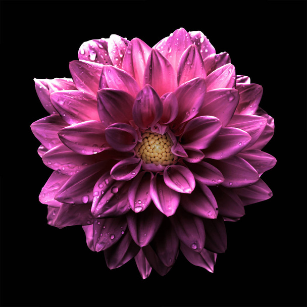 Surreal dark chrome pink flower dahlia macro isolated on black - Photo, Image