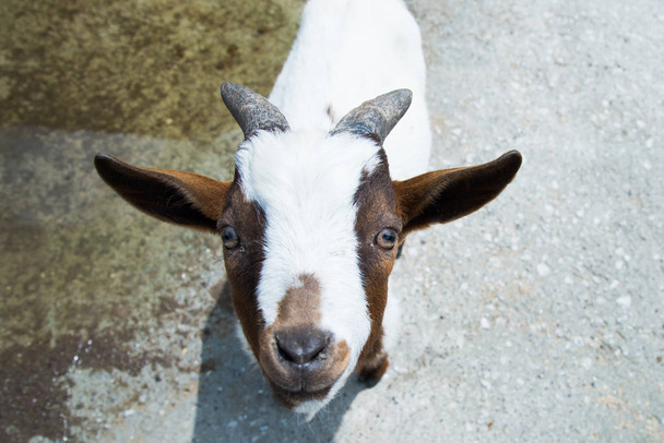 Small goat looking in the camera - Φωτογραφία, εικόνα