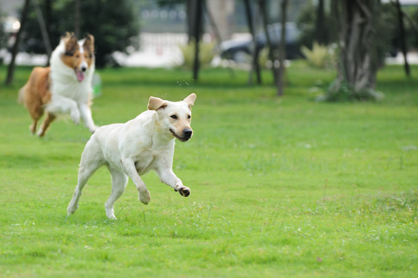 Kaksi koiraa jahtaamassa
 - Valokuva, kuva