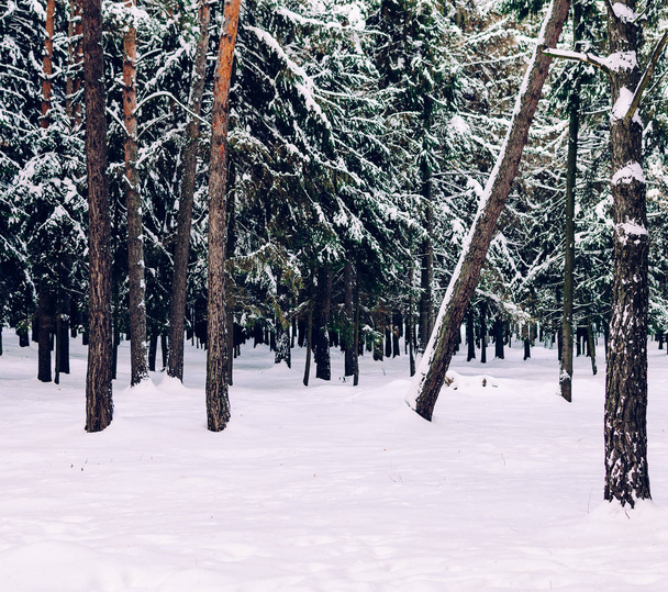 fir trees in snow - Foto, imagen