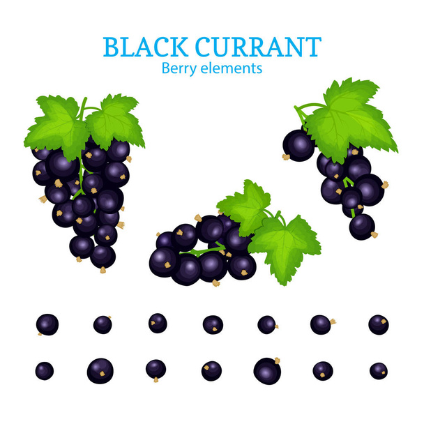 Vector set of a fresh black currant. Berries one by one and groups on branches and leaves. Collection of ripe black currantberry fruits for packaging design of juice, jam, ice cream, smoothies. - Vecteur, image