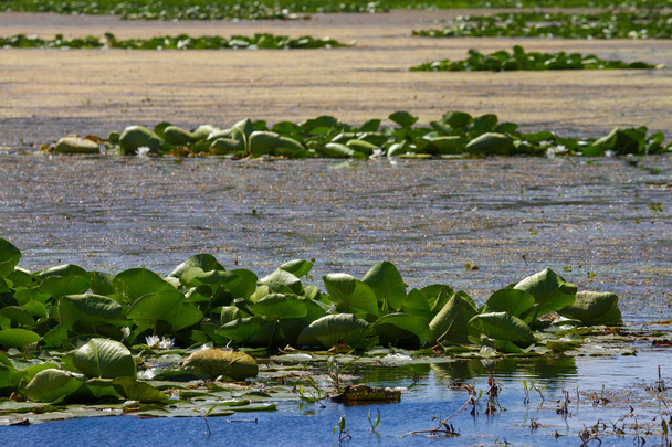 Белая водяная лилия в дельте Дуная
 - Фото, изображение