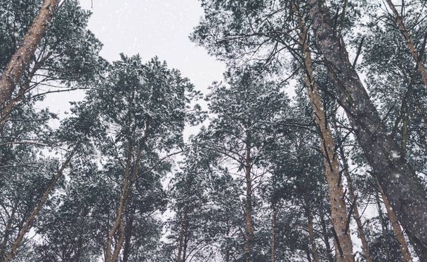 winter trees in snow - Foto, Bild