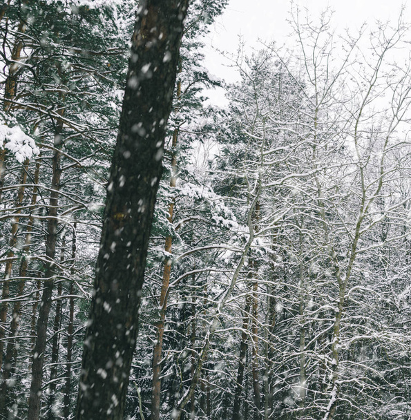 Trees in winter forest  - Foto, Bild