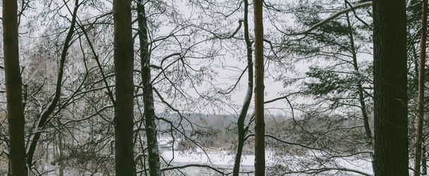 Trees in winter forest  - Φωτογραφία, εικόνα