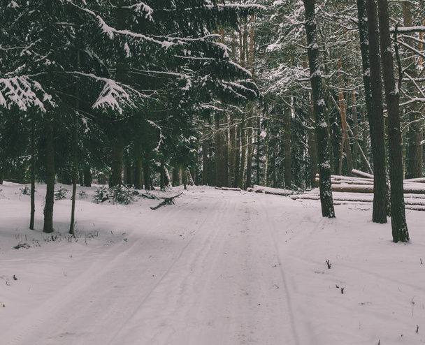 Beautiful winter Forest  - Foto, imagen
