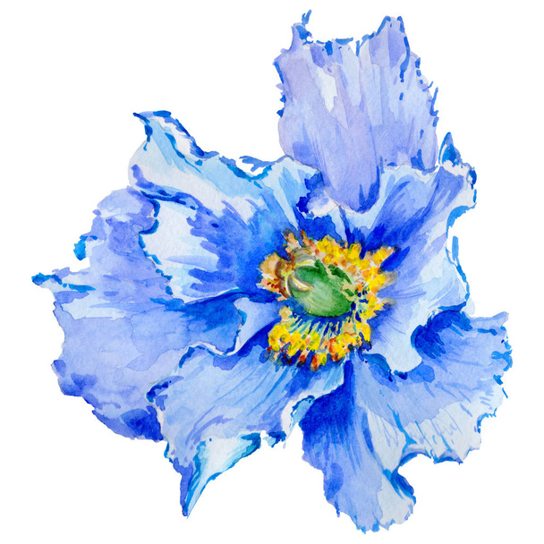Wildflower poppy bloem in een aquarel stijl geïsoleerd. - Foto, afbeelding