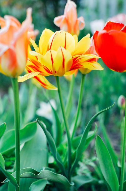 Czerwone i żółte tulipany z selektywnej ostrości - Zdjęcie, obraz