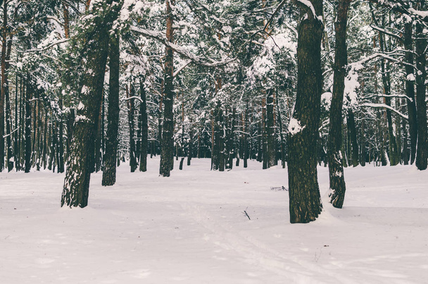 fir trees after snowfall - Fotoğraf, Görsel