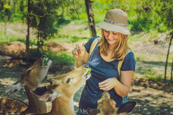 Young woman feeding beautiful deer from hands in a tropical Zoo. - Photo, Image