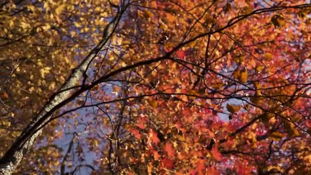 Foglie autunnali arancioni e verdi cadono dagli alberi
 - Filmati, video