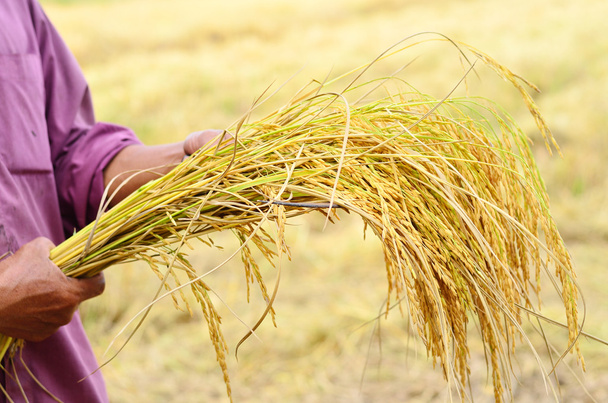 Farmer is hold harvested jasmine rice - 写真・画像