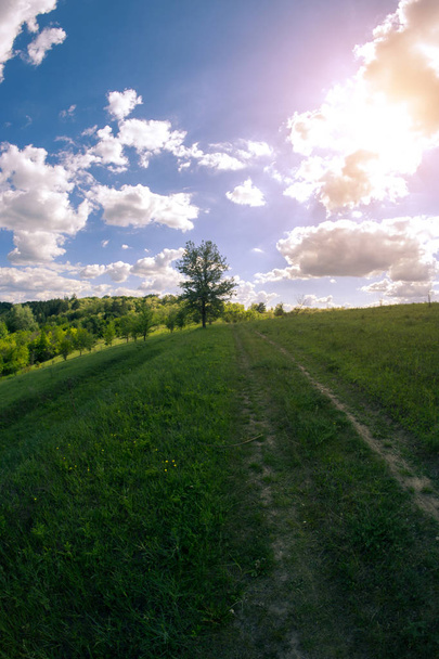 Paysage estival ensoleillé sur une prairie près d'un chemin de terre
. - Photo, image