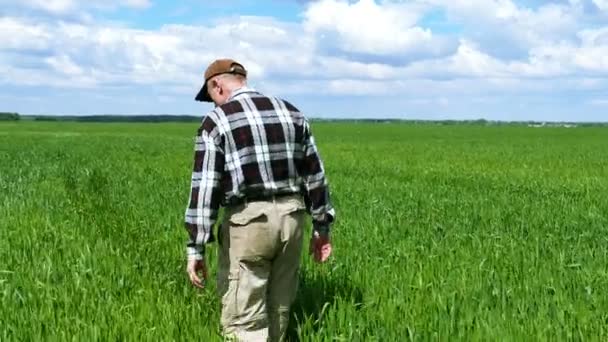 4k. Ενήλικα άνδρα αγρότης στον τομέα πράσινο σιτάρι  - Πλάνα, βίντεο