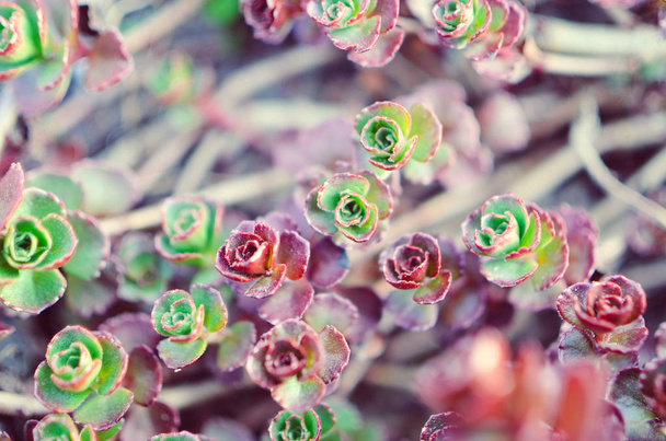 Zöld és piros pozsgás virág dísz saxifrage alapján - Fotó, kép