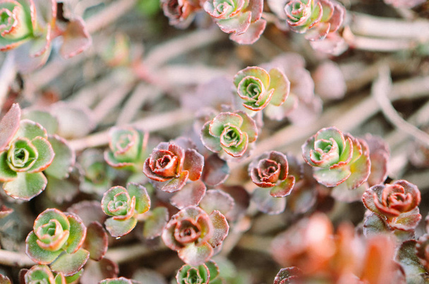 Zöld és piros pozsgás virág dísz saxifrage alapján - Fotó, kép