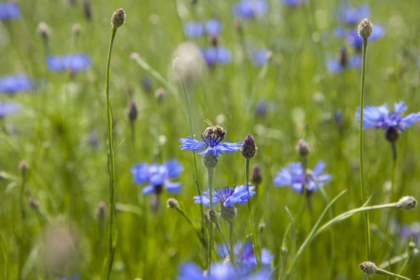 lila Kornblumen Feld und Insekt auf Blüte - Foto, Bild