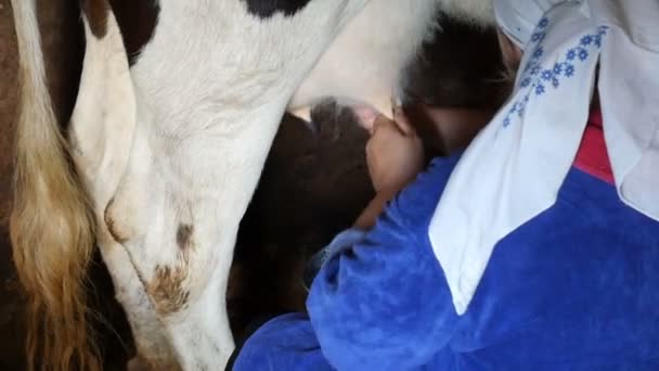 eine Frau beim Melken einer Kuh. Nahaufnahme. - Filmmaterial, Video