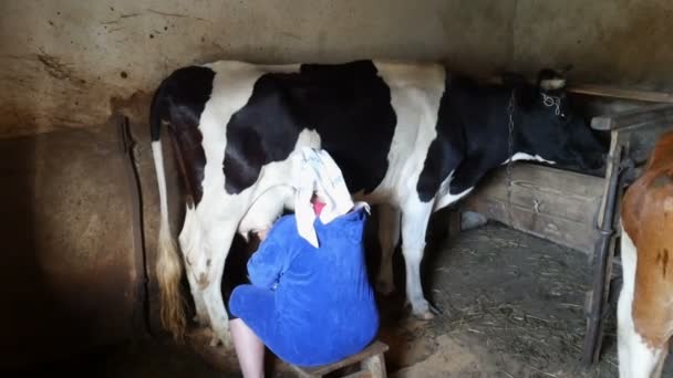 Egy nő a tehén fejés - Felvétel, videó