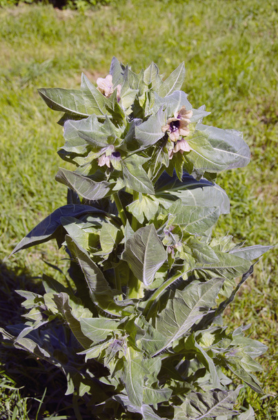 Квіти Хенобена в сільському літньому саду
 - Фото, зображення