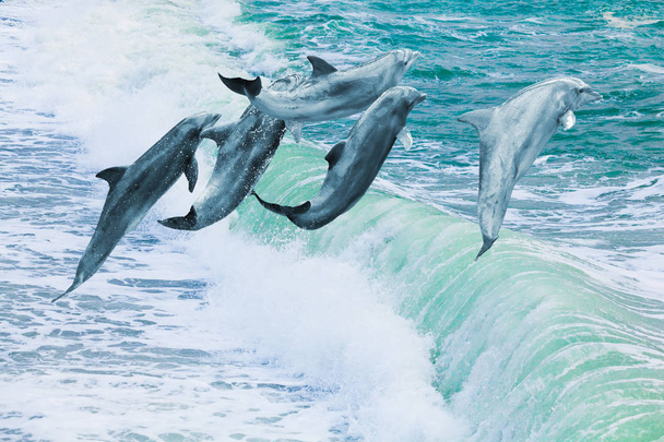 Δελφίνια στο Πέλαγος. όμορφα δελφίνια πηδώντας πάνω από σπάσιμο wa - Φωτογραφία, εικόνα