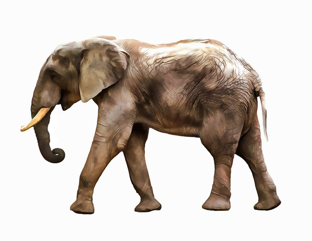 Elefante. Ilustración de elefantes. acuarela animal ilustración
 - Foto, imagen