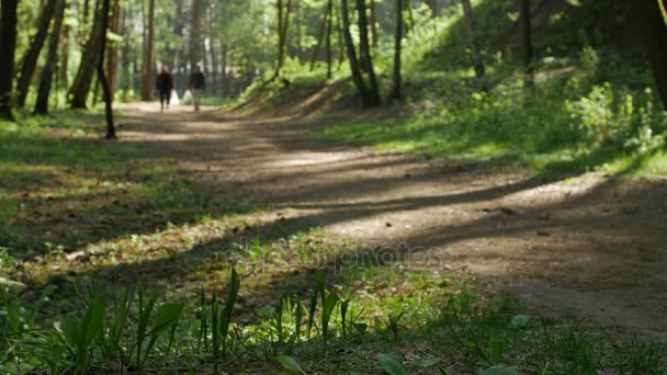 Férfiak fikarcnyi műanyag zacskók séta az erdőben. -A ' egy hűvös, tiszta reggel napfény streaming révén a fák. - Felvétel, videó