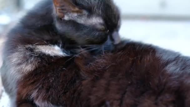 schwarze schmutzige Katze leckt ihre Pfote und reinigt sich selbst - Filmmaterial, Video