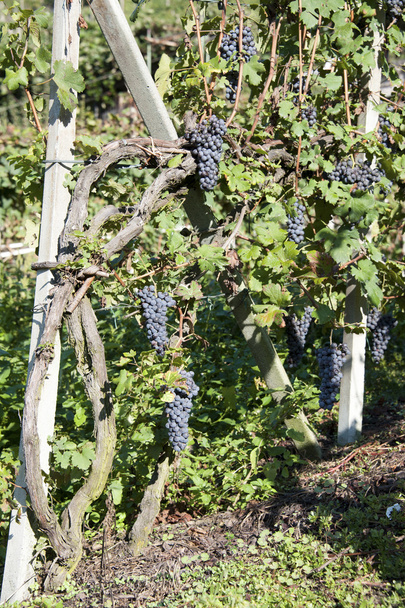Red wine grapes - Foto, Imagem