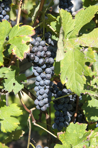 Red wine grapes - Fotó, kép