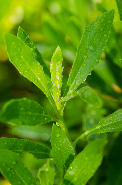 Water drops on green garden plants - Photo, Image