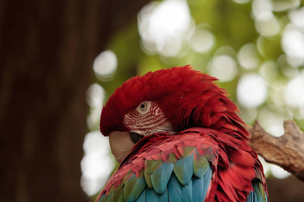 Green wing macaw Ara chloropterus - Zdjęcie, obraz