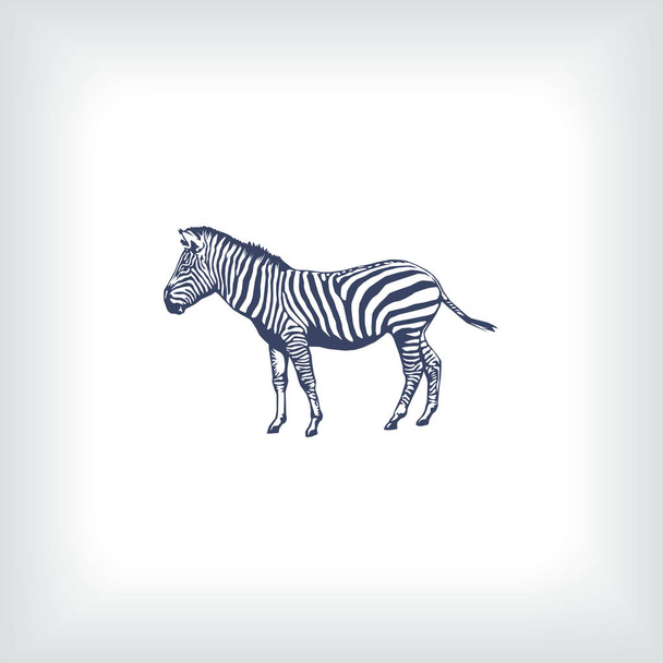 Zebra vektör web simgesi - Vektör, Görsel