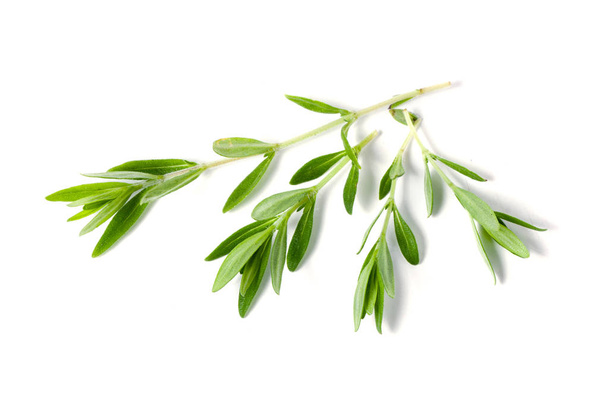 Sprig of fresh thyme isolated on a white background - Photo, Image