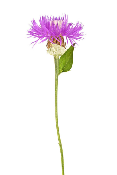 Violet flower on a white background - Φωτογραφία, εικόνα