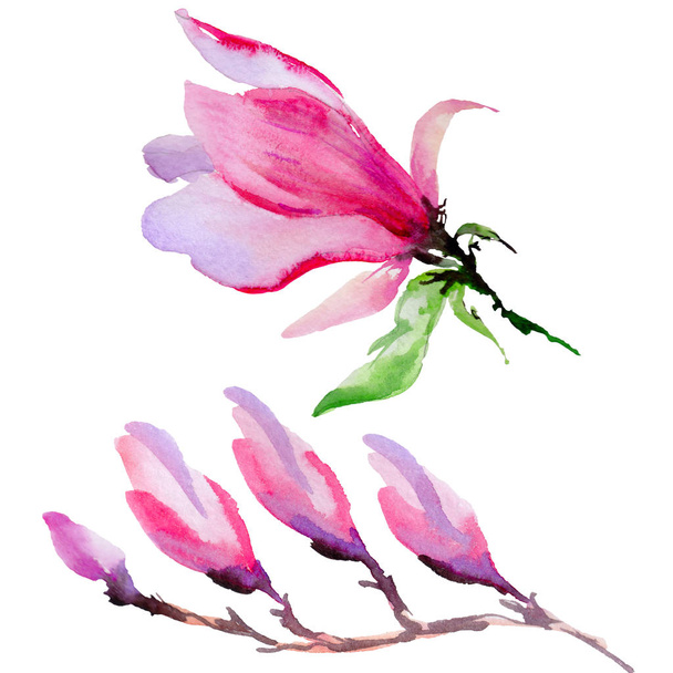 Wildflower Magnolia flower in a watercolor style isolated. - Foto, immagini
