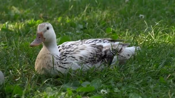 fehér kacsa a réten - Felvétel, videó